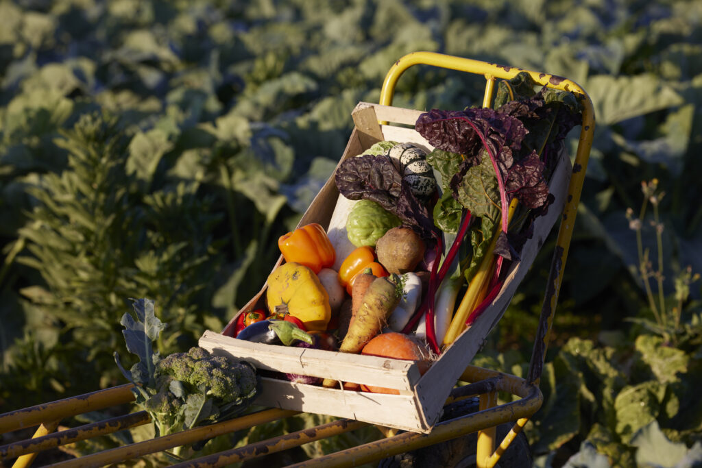 Découvrir les AMAP en CharenteMaritime